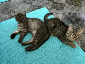 Süße BKH   Ragdoll Kitten