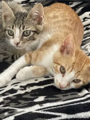 12 süße Katzen und Kätzchen suchen ein schönes Zuhause