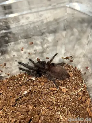 0.0.1 C.Fimbriatus,Vogelspinne