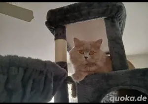 bkh katzen zu verkaufen