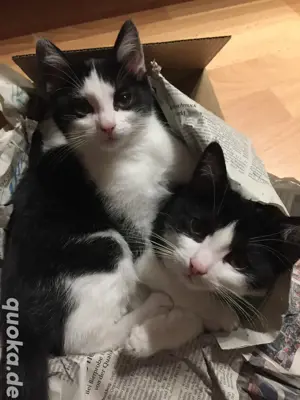Kitten Brüder suchen Zuhause 