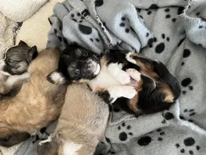 Chihuahua Welpe Rüden