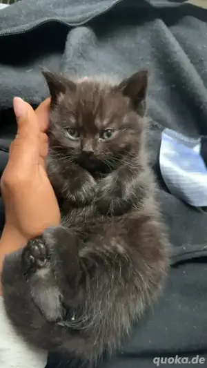 2 Bkh kitten abzugeben 