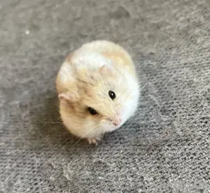 Campbell Zwerghamster Jungtiere Hobbyzucht Hamster 
