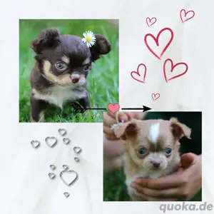 Wunderschöne Reinrassige Chihuahua Welpen Lilac Husky Lilac Creme Choco Tan Langhaar