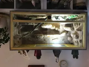 Baby- Bartagame in liebevolle Hände abzugeben 
