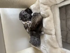 2 BKH kitten & 1 schotische fahlohr