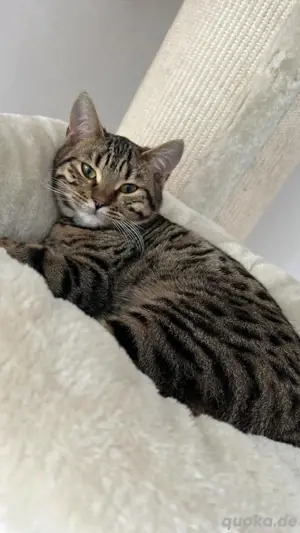 Bengalkatze zu verkaufen