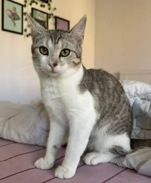 Jinx Sportliches Katzenmädel sucht ihr Sportteam