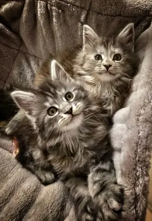 Maine Coon KittenReinrasig