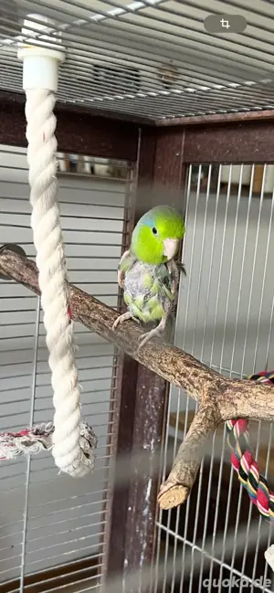 Suche Blaugenicksperlingspapagei Hahn als neuen Partner