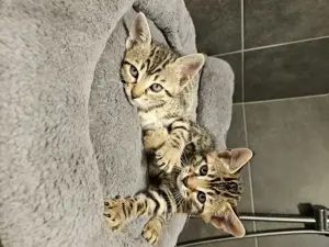 Bengal mix kitten 