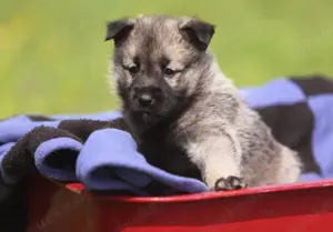 Reinrassige Spitzwelpen   Tierärztlich Untersucht & Gut Sozialisiert
