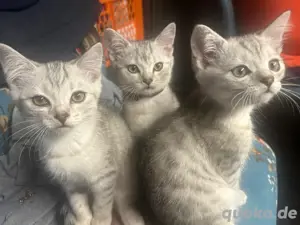 Katzenbabys 