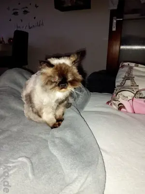coco sucht ein liebes zuhause 