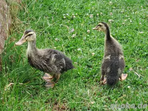 Rouen Clair Enten - Französische Rouen - Entenküken