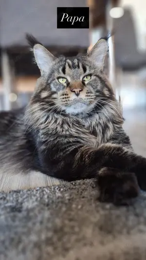 Maine Coon Babykatzen