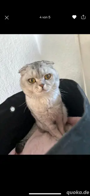 Süßer Katzer