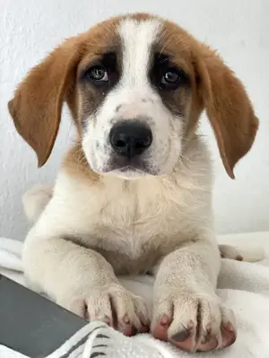 Pimock, geb. 03 2025, lebt in GRIECHENLAND, im städt. Tierheim Serres  Bild 6