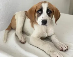 Pimock, geb. 03 2025, lebt in GRIECHENLAND, im städt. Tierheim Serres  Bild 8