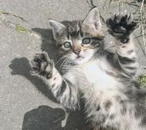 Süsse Kitten zu verkaufen  Bild 3