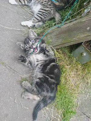 Süsse Kitten zu verkaufen  Bild 4