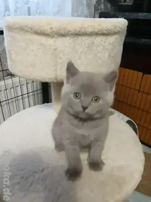Reinrassig Bkh Kitten.  Abgabebereit 