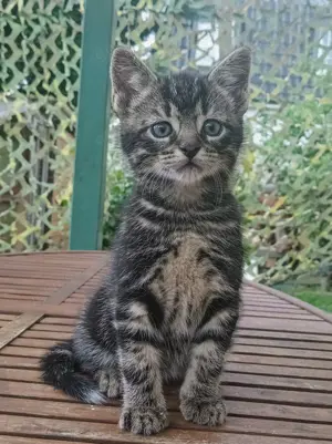 Süsse Kitten zu verkaufen  Bild 1