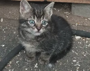 Süsse Kitten zu verkaufen  Bild 2