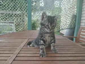 Süsse Kitten zu verkaufen  Bild 5
