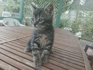 Süsse Kitten zu verkaufen  Bild 6