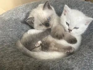 BKH Kitten tolle Farbe 