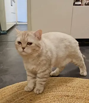 Zizou sucht liebevolle Menschen für ein glückliches Katzenleben