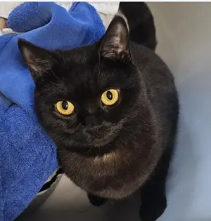 Kiki sucht liebevolle Menschen für ein glückliches Katzenleben