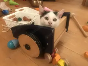 Süßes Katzenbaby abzugeben (Weibchen, Kitten, weiß)