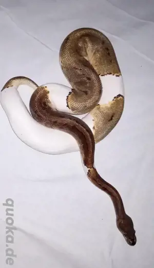  Königsphyton 1.1 Piebald adult