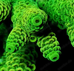 Korallenableger zu verkaufen   Acropora, Montipora, Ricordea und mehr