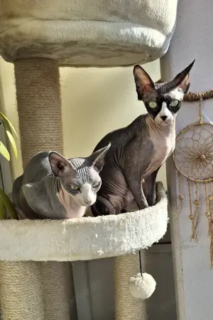 Sphynx Damen
