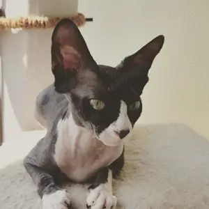 Sphynx Katzen nur zusammen 
