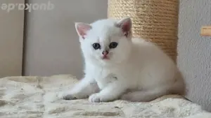 Reinrassige BKH Kitten mit blauen Augen 