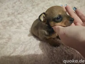 Chihuahua Welpen ( Handaufzucht ) o.P.