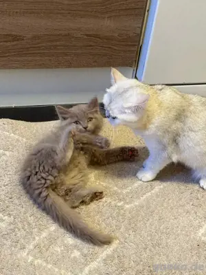 BLH BKH Meine Coon mix kitten ,katzen 