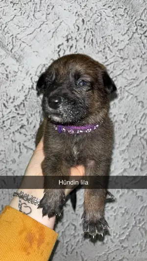 Tolle XHerder ( Malinois) Welpen suchen Bestplatz 