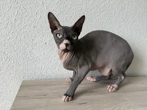 Canadian Sphynx Kater ab zu geben 