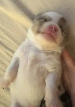 Pomeranian Chihuaha POMCHI Welpen 