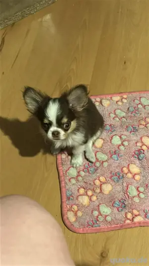 chihuahua rüde mini 