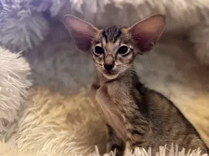 Kitten orientalisch Kurzhaar mit Stammbaum 
