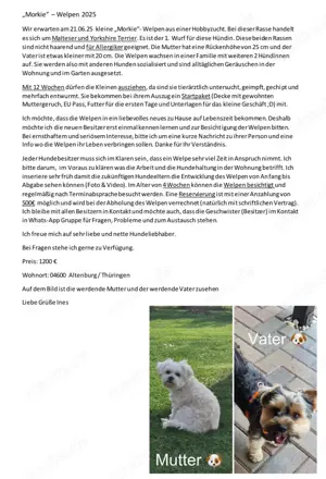 Mischlinge Morkie Welpen 