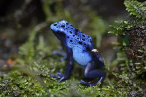Rüsselsheim ! Dendrobates Tinctorius Alanis 0.0.5 und Azureus 0.0.2