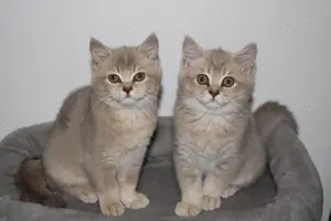 creme gold bkh kitten geimpft ab sofort abholbar